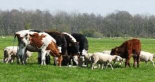 biodiversità