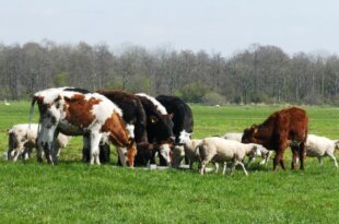 biodiversità