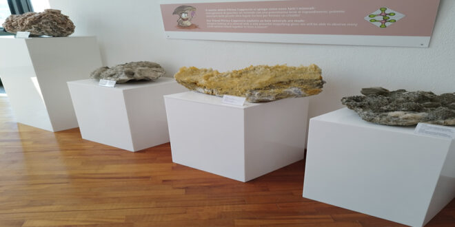 arzachena, museo civico ruzittu