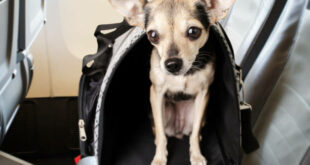 dog on the plane, air transportation of pets, puppy in a carrying bag in the cabin