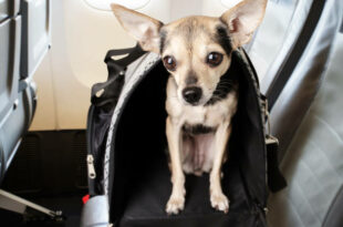 dog on the plane, air transportation of pets, puppy in a carrying bag in the cabin