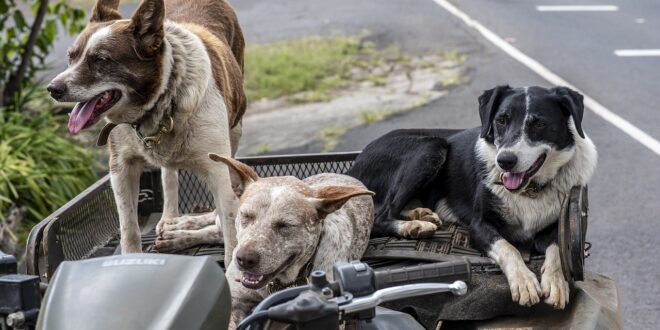 Crescono le vacanze on the road pet-friendly