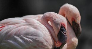 Alla scoperta dell’avifauna: birdwatching agli stagni di Porto Pino