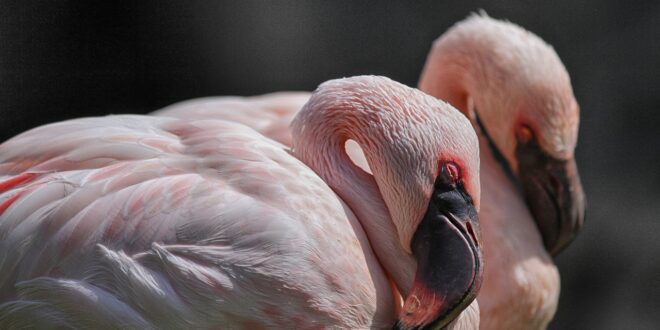 Alla scoperta dell’avifauna: birdwatching agli stagni di Porto Pino