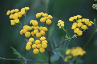 Piante aromatiche e officinali in Sardegna