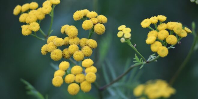 Piante aromatiche e officinali in Sardegna