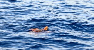 Caretta caretta, nido scoperto a Capo Comino