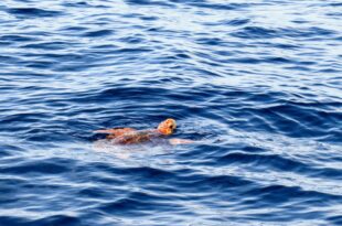 Caretta caretta, nido scoperto a Capo Comino