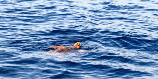 Caretta caretta, nido scoperto a Capo Comino