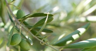 ulivi olive fichi