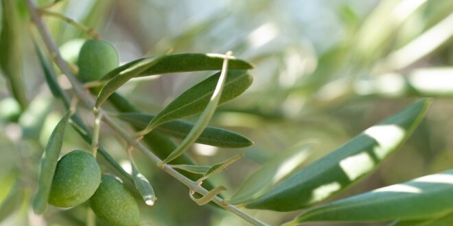 ulivi olive fichi