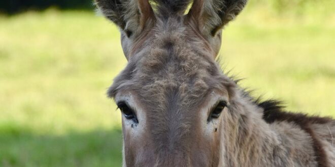 asino animale