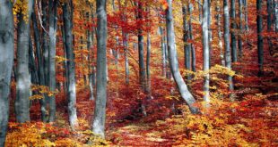 autunno