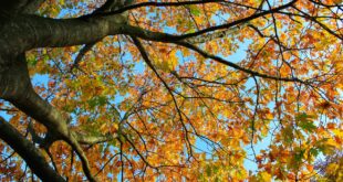 Dove ammirare il foliage in Sardegna: le mete imperdibili