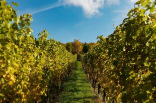 Vendemmia 2024: La Cantina di Dorgali Celebra 70 Anni