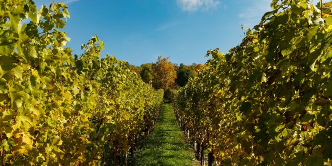 Vendemmia 2024: La Cantina di Dorgali Celebra 70 Anni