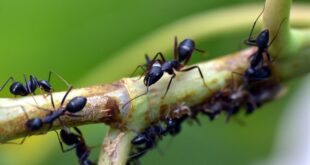 formiche e agricoltura: è possibile