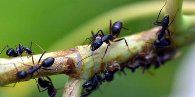 formiche e agricoltura: è possibile